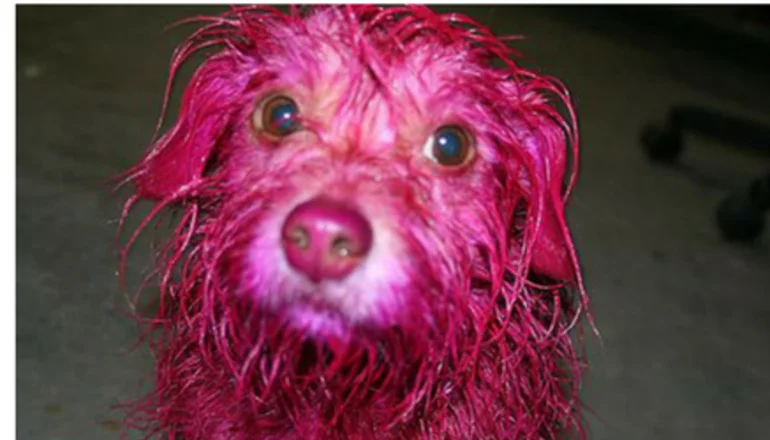 como quitar el tinte de pelo de un perro