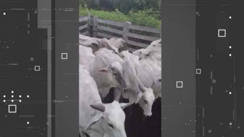 30 cabezas de ganado fueron interceptadas en un intento de robo en San Matías. Foto: Red Uno