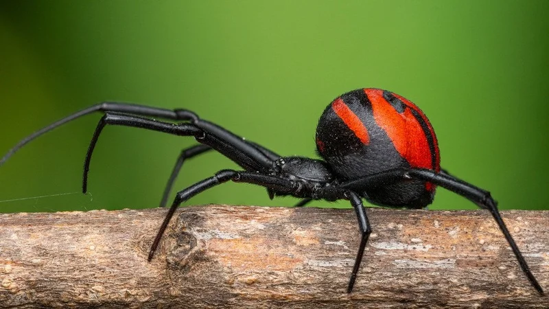 Oruro: Bebé de 11 meses fue picado por una araña viuda negra