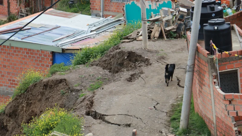 La Paz: Rescatan más de 20 animales en zonas de derrumbe y buscan albergue urgente