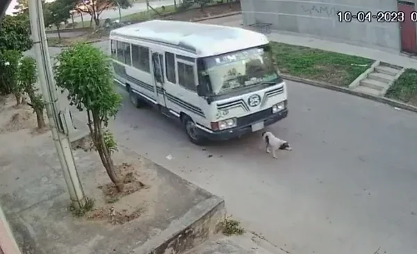 Video: ¡Indignante! Chofer de micro atropelló a un perro y lo dejó ...