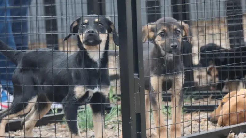 Esto es lo que pagará la dueña de un criadero ilegal en Cochabamba. Imagen referencial Zoonosis. Esto es lo que pagará la dueña de un criadero ilegal en Cochabamba. Imagen referencial Zoonosis.