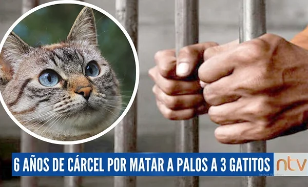 Anciano es sentenciado a 6 años y medio de cárcel por matar a palos a 3 ...