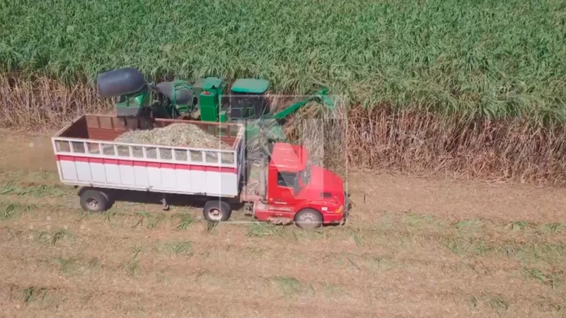 Cañeros cruceños exigen diésel al Gobierno para no perder la zafras. FOTO: NTV/RED UNO.