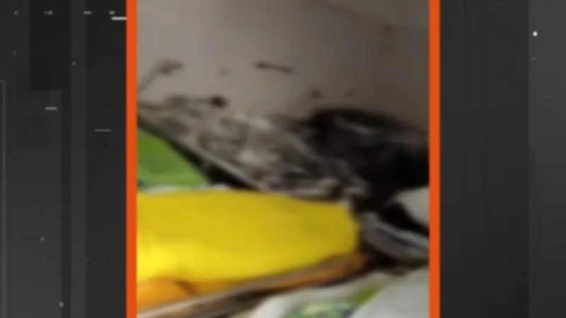 Denuncian hacinamiento de cadáveres en la morgue del hospital San Juan de Dios en Santa Cruz