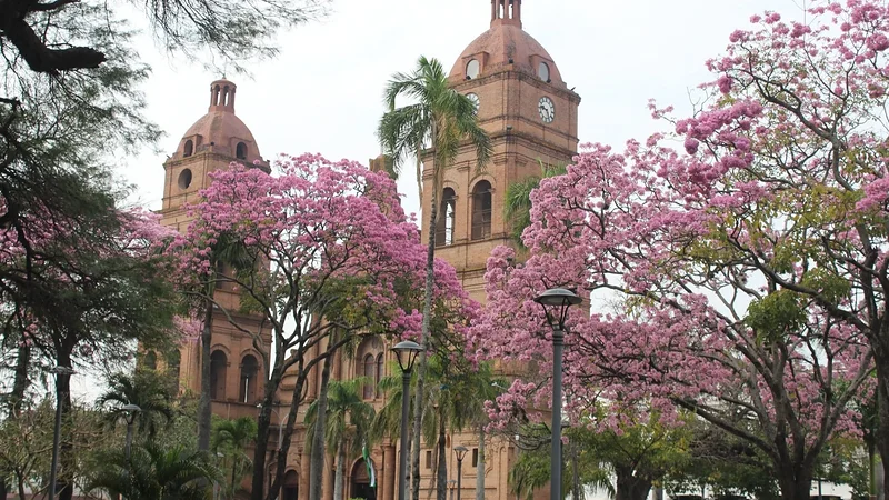 Santa Cruz se viste de rosa en invierno: El tajibo empezó a florecer Santa Cruz se viste de rosa en invierno: El tajibo empezó a florecer