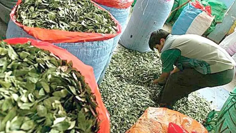 Subió el precio del 'taque' de hoja de coca, comerciantes dicen que ahora cuesta el doble