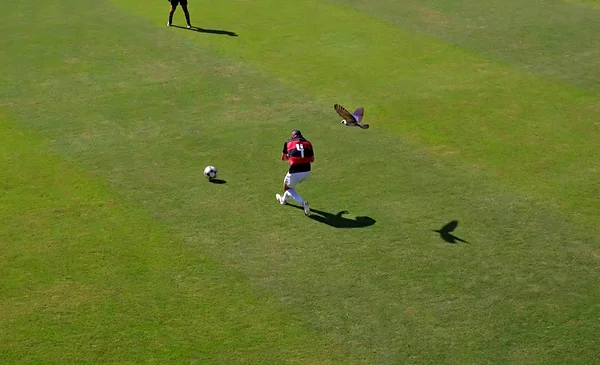 Insólito! Ave intentó atacar a un futbolista en pleno partido (video)
