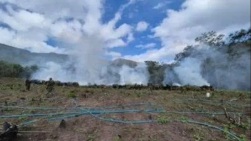Felcn incinera más de 90 toneladas de marihuana en El Torno. Foto: Pol. Bol. Felcn incinera más de 90 toneladas de marihuana en El Torno. Foto: Pol. Bol.