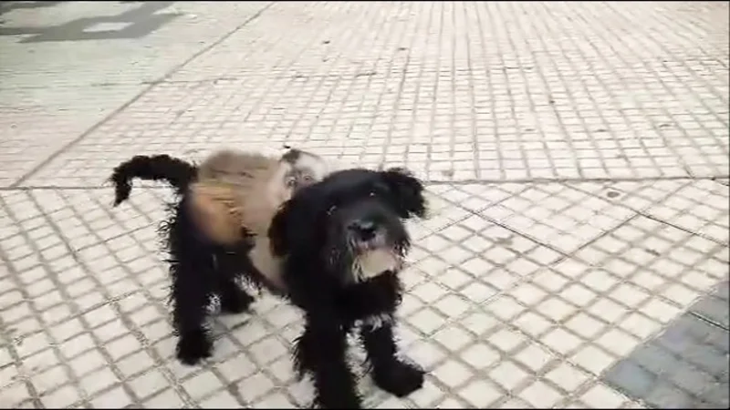 FOTO: Captura de pantalla. 