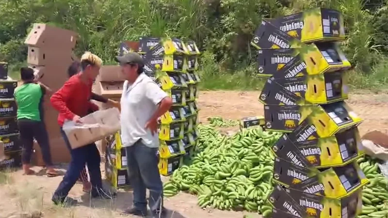 Productores lloran y pierden toneladas de banana destinada a la exportación