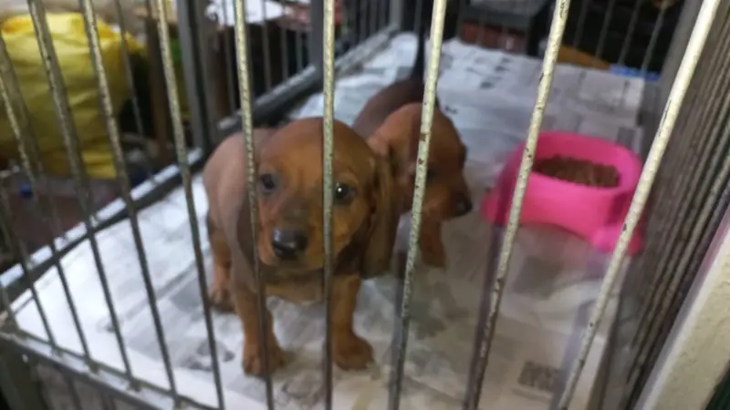 En cajas y jaulas: Así comercializan mascotas en 'La Cancha' de Cochabamba