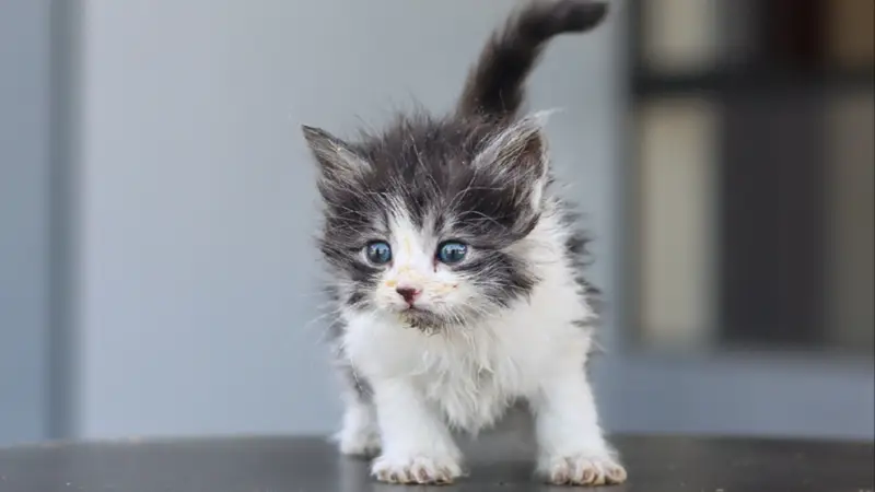 “Elígeme a mí”: impulsan campaña de adopción responsable de mascotas en Cochabamba