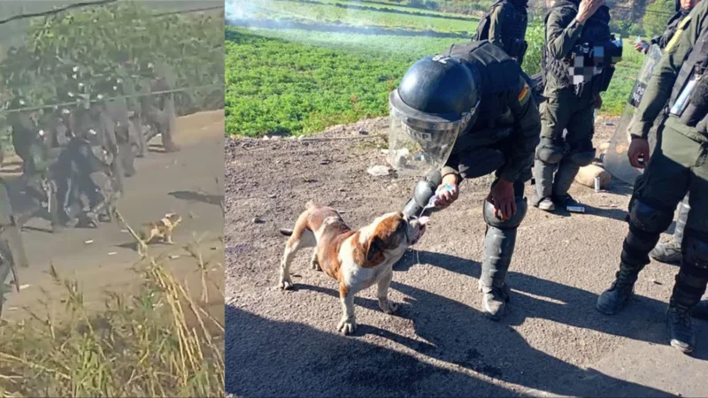 La historia de "Gordo", el perrito que se perdió y apareció con policías en Parotani