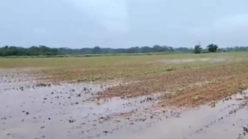 Productores perdieron cosecha de soya en San Juan de Yapacaní