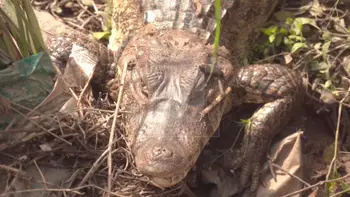 “Lo vamos a atrapar”: un lagarto sale de un canal de drenaje y sorprende a vecinos en la ruta a Cotoca 