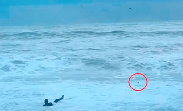 Mujer arriesga su vida y se lanza al mar para salvar a su perrito - Red ...